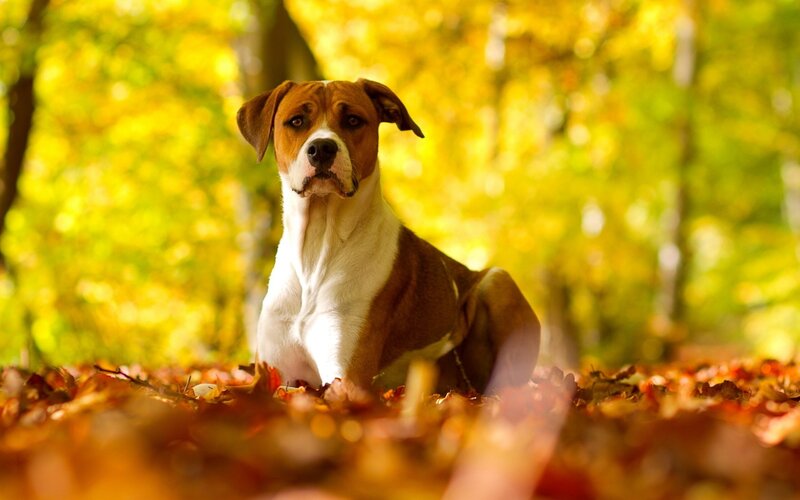Brown and White Dog — Yellow, Calm, Autumn