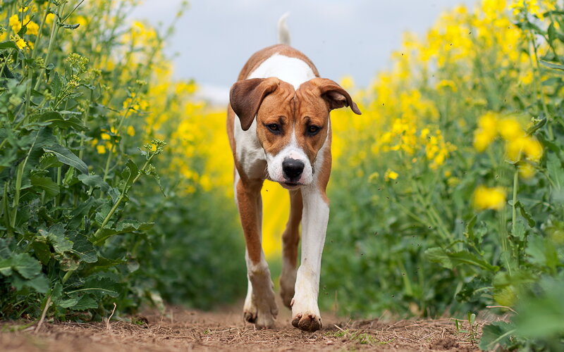 Brown and White Dog — Yellow, Calm