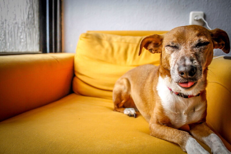 Brown and White Dog — Yellow, Relaxed