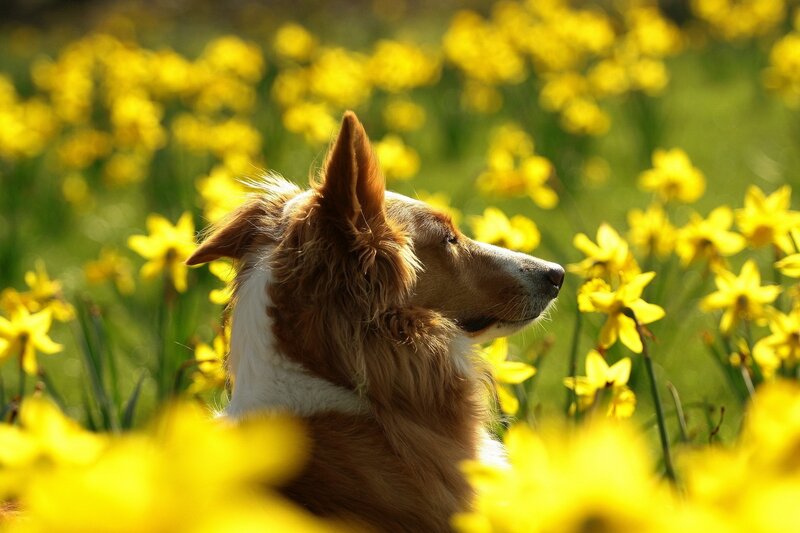 Brown and White Dog — Yellow, Serene, Spring