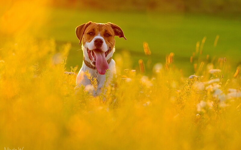 Brown and White Dog — Yellow, Serene