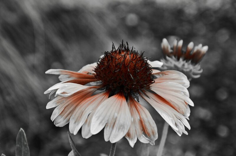 Brown and White Flower