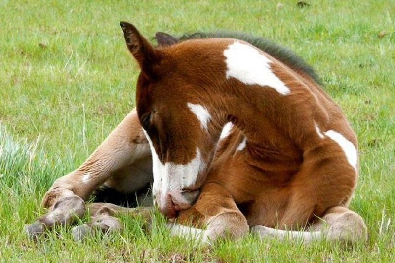 Brown and White Foal — Calm, Afternoon, Photograph