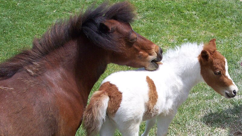 Brown and White Foal — Calm, Afternoon