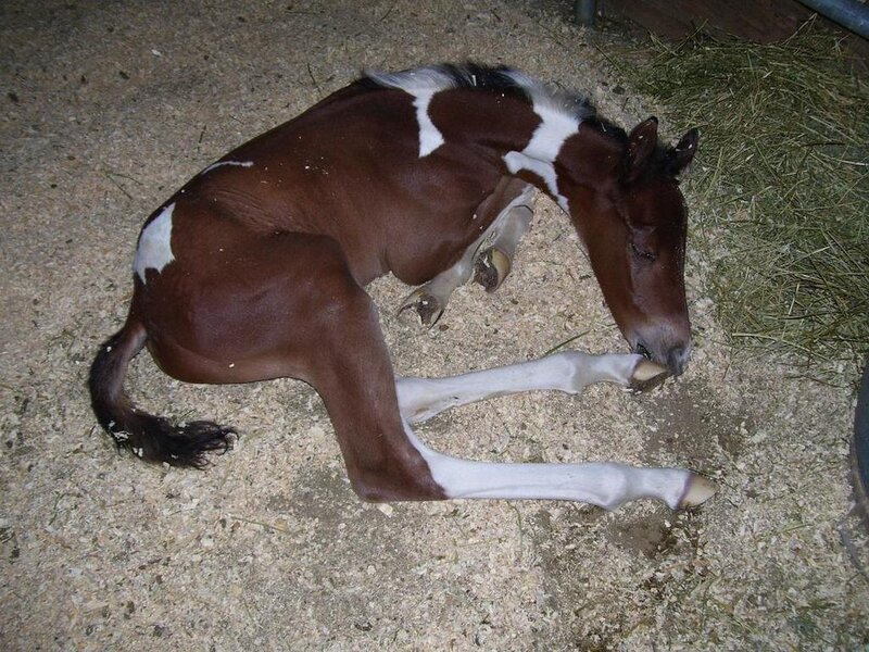 Brown and White Foal — Calm, Night