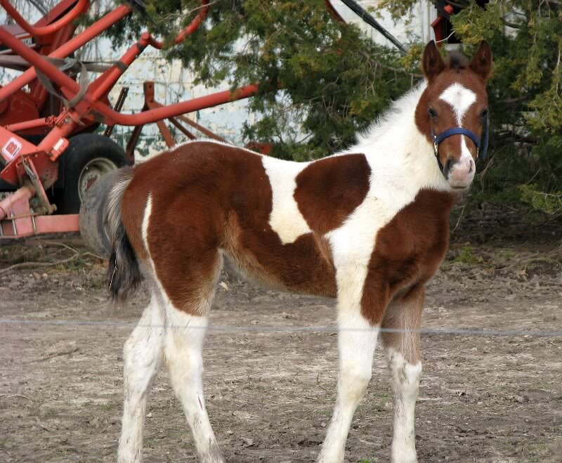 Brown and White Foal — Calm