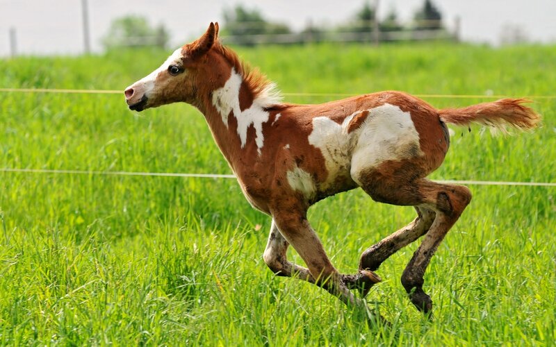 Brown and White Foal — Green, Active