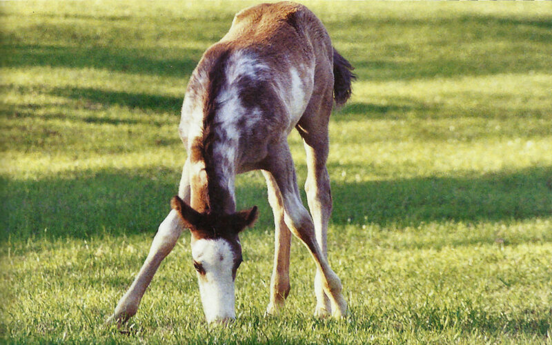 Brown and White Foal — Green, Calm, Afternoon