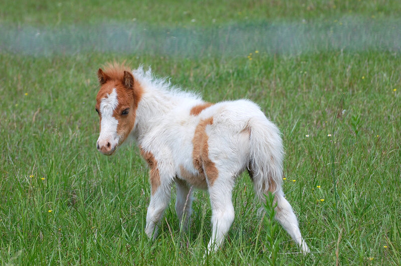 Brown and White Foal — Green, Calm