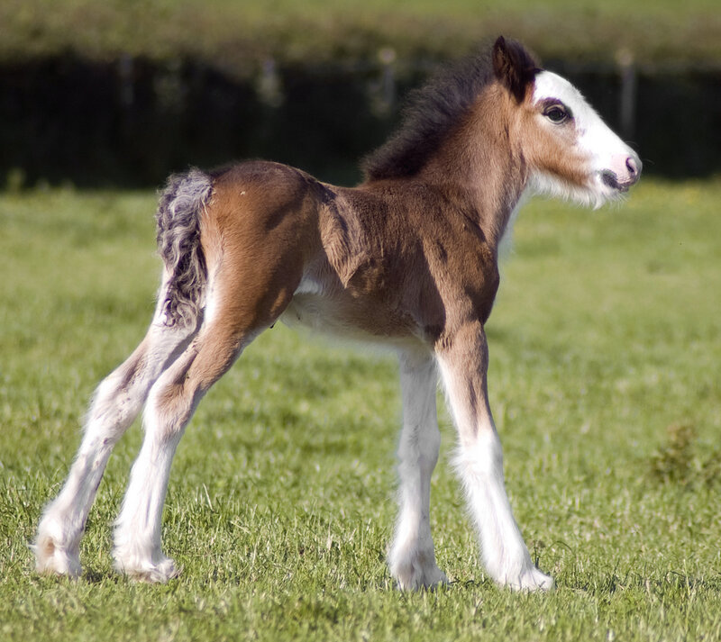 Brown and White Foal — Green