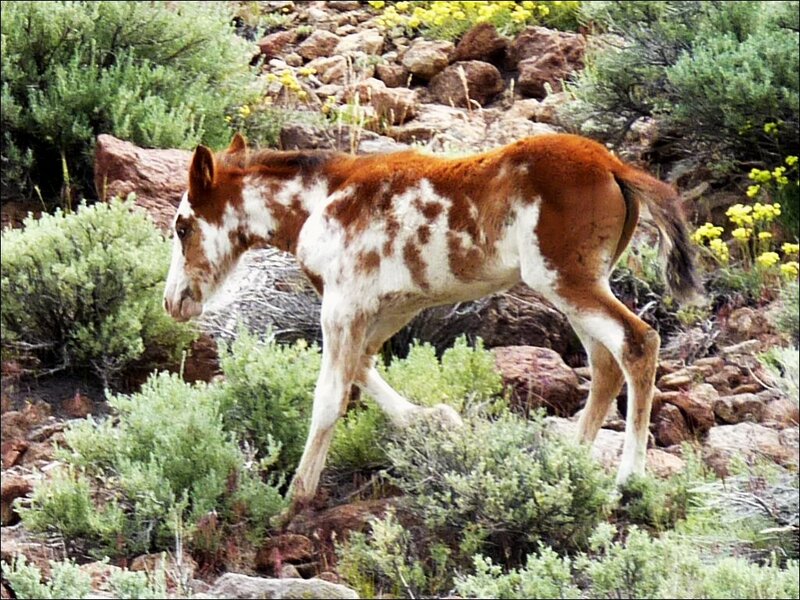 Brown and White Foal — Natural
