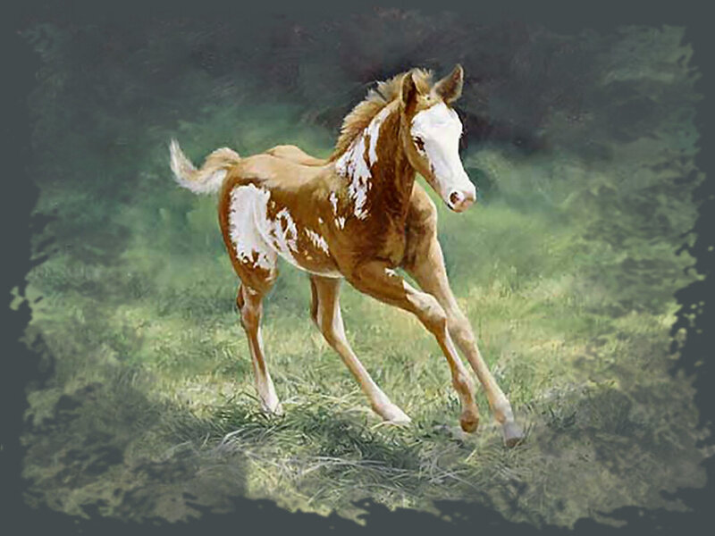 Brown and White Foal — Peaceful