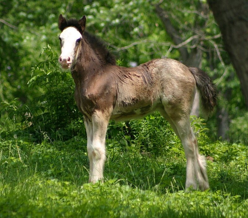Brown and White Foal