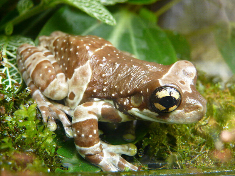 Brown and White Frog