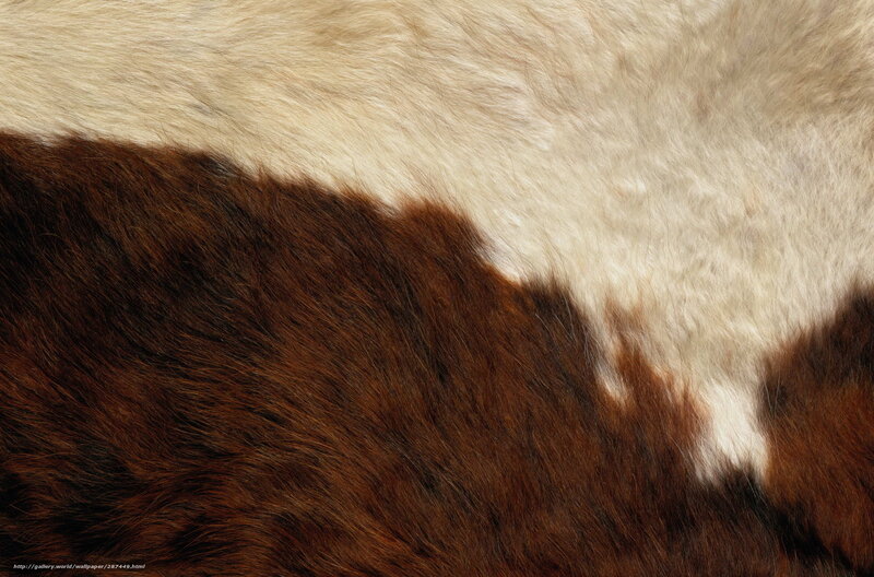 Brown and White Fur — Neutral