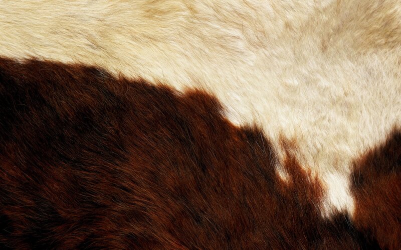 brown and white fur texture