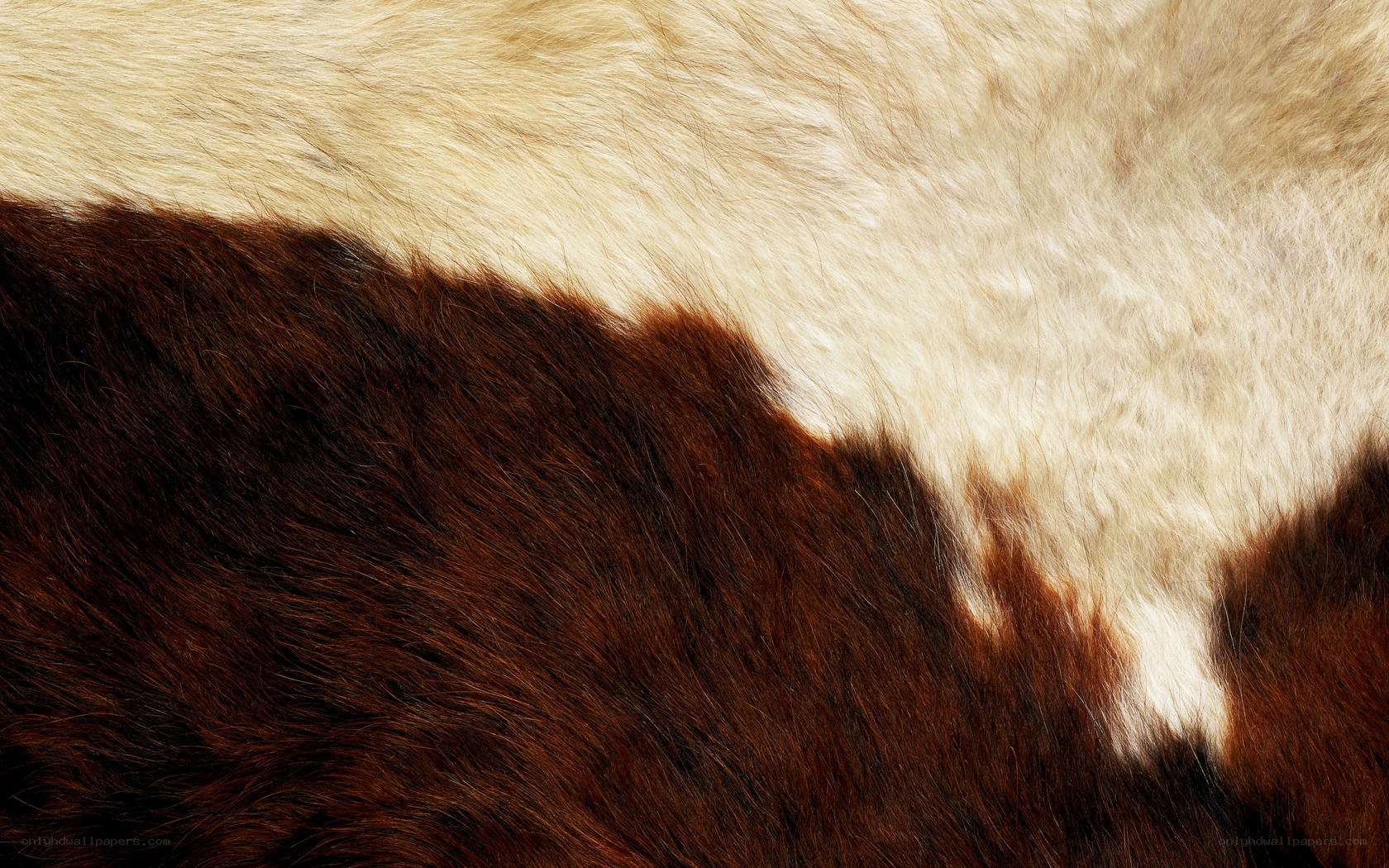 brown and white fur texture
