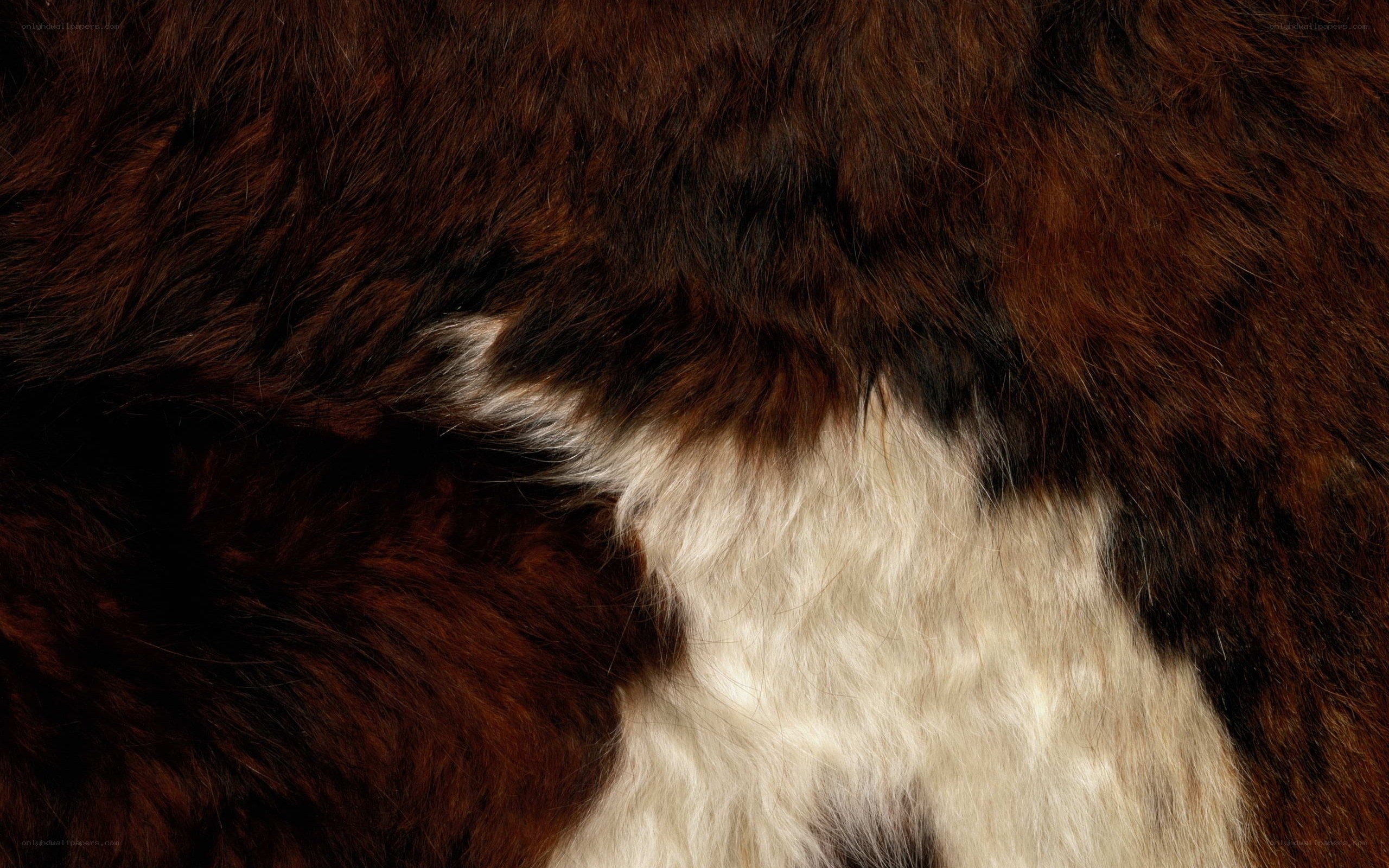 brown and white fur texture