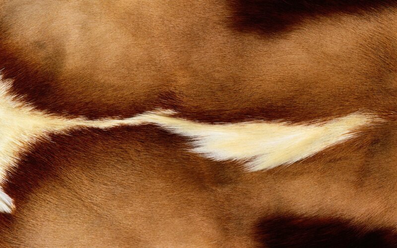 Brown and White Fur