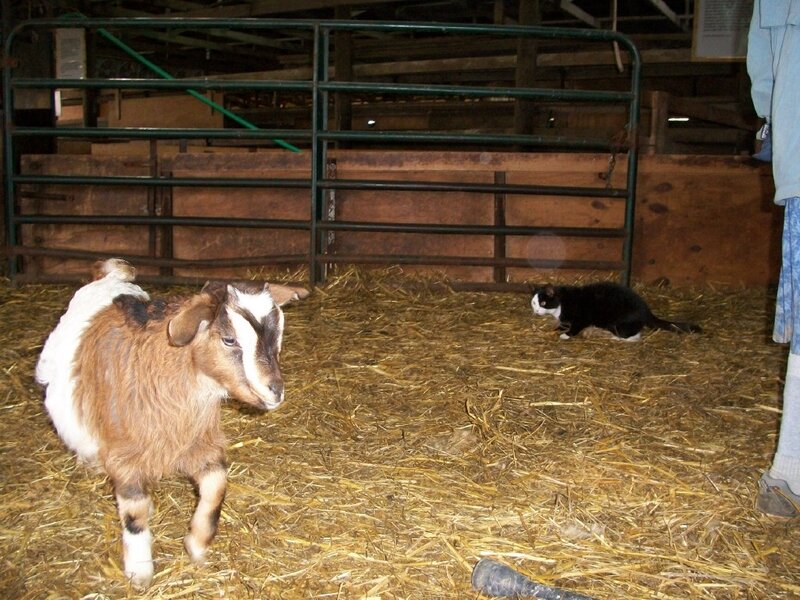 Brown and White Goat — Calm, Photograph