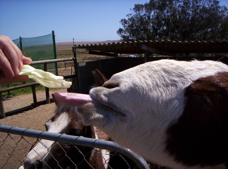 Brown and White Goat — Calm
