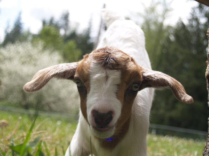 Brown and White Goat — Curious