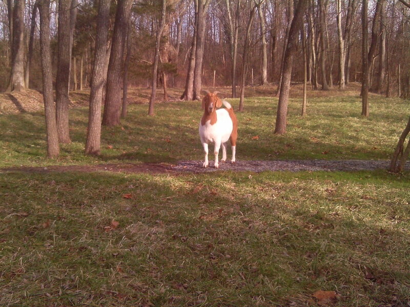 Brown and White Goat — Green