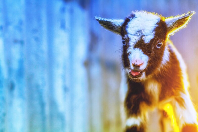 Brown and White Goat Kid — Blue, Curious