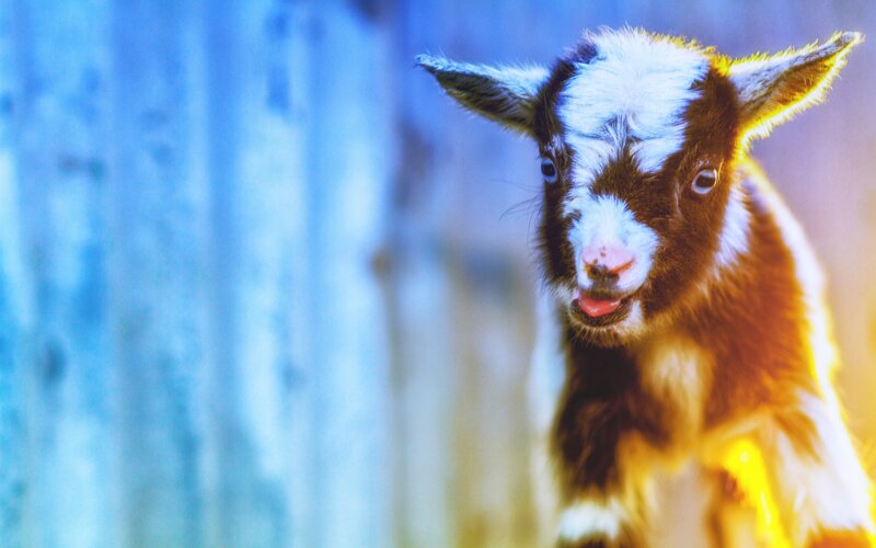 Brown and White Goat Kid — Blue