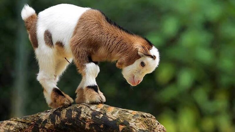 Brown and White Goat Kid — Calm, Afternoon