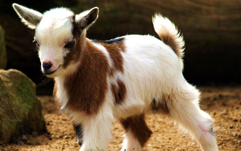 Brown and White Goat Kid — Calm