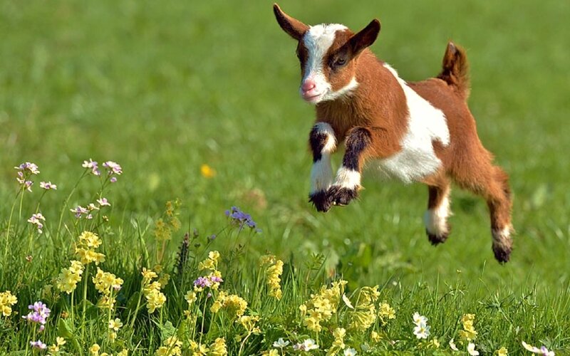 Brown and White Goat Kid — Green