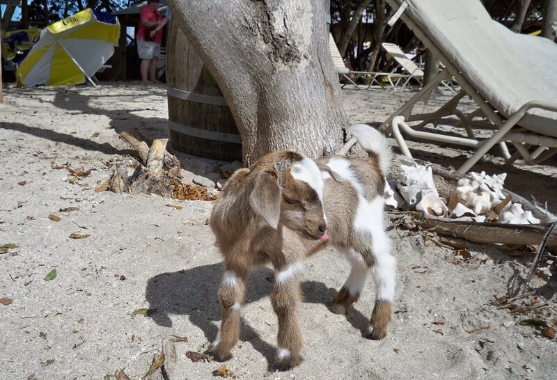 Brown and White Goat Kid