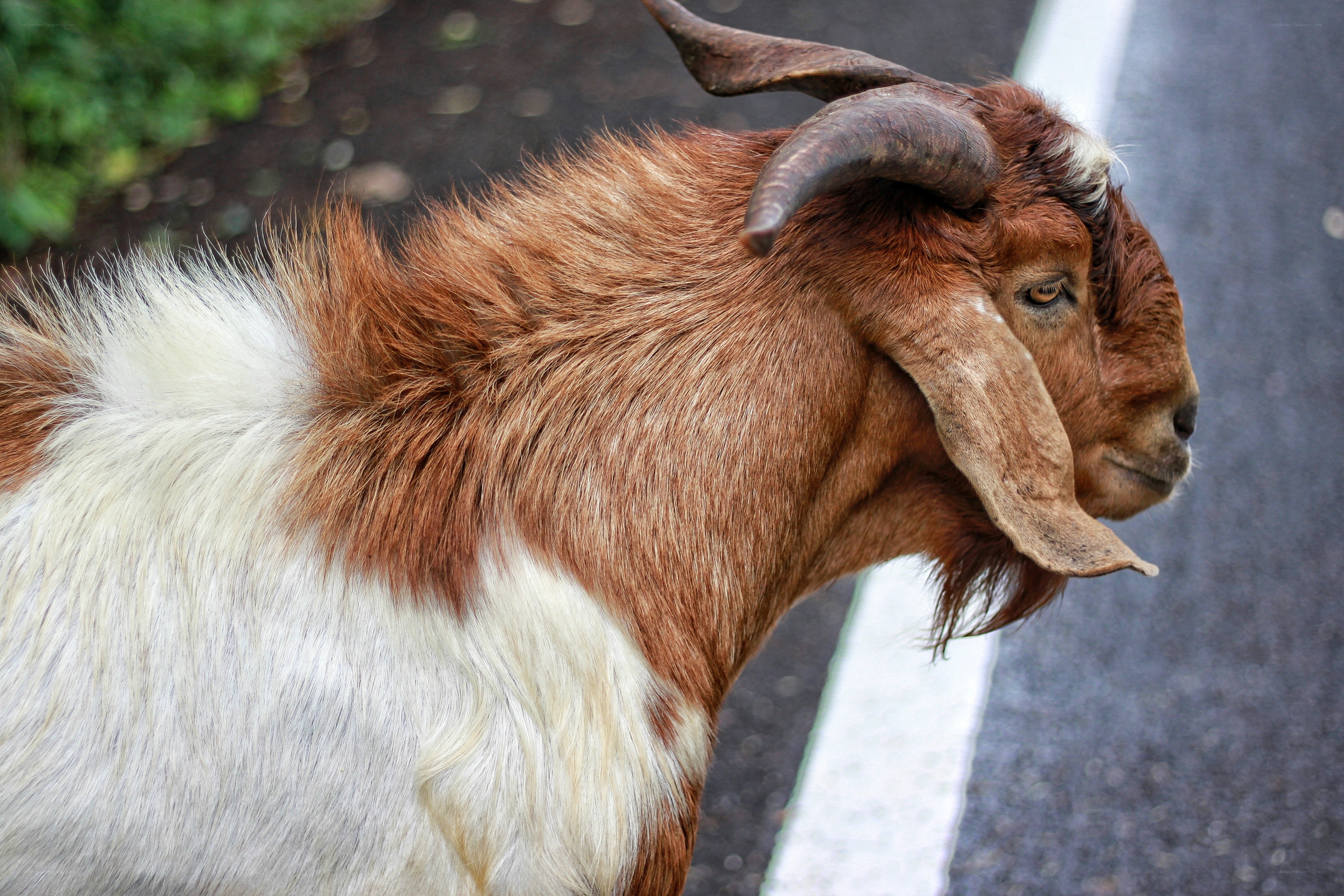 brown and white goat on road