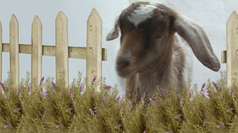 Brown and White Goat