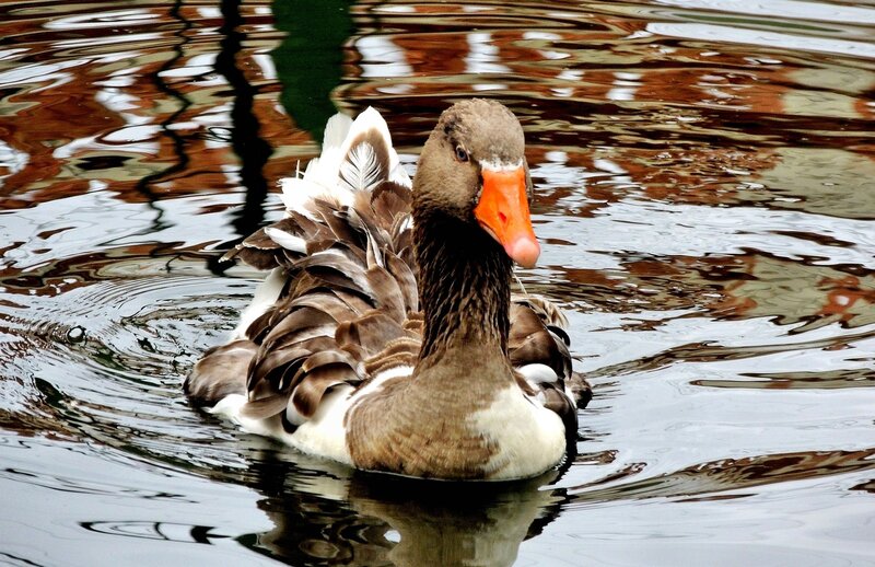 Brown and White Goose
