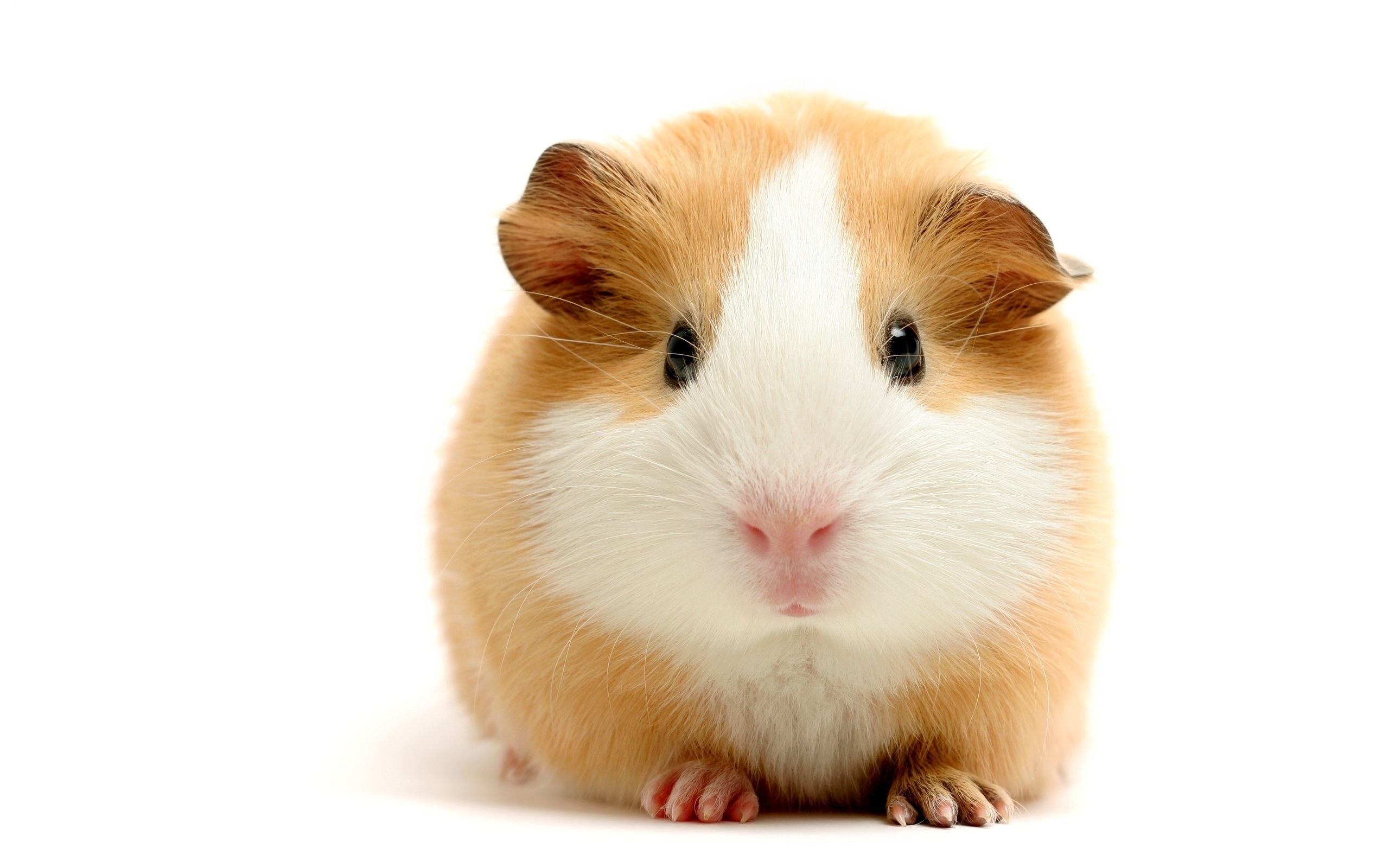 brown and white guinea pig