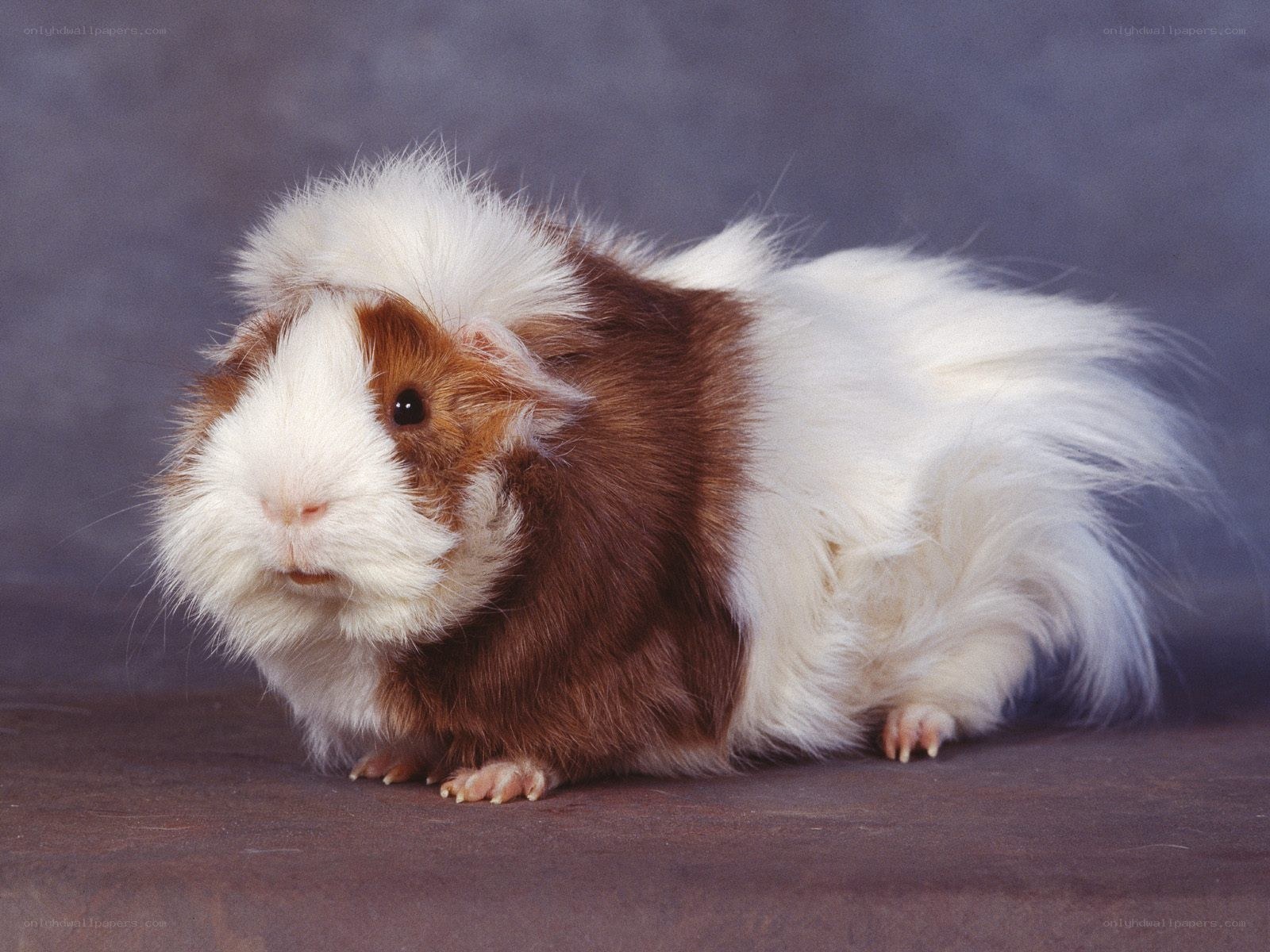 brown and white guinea pig