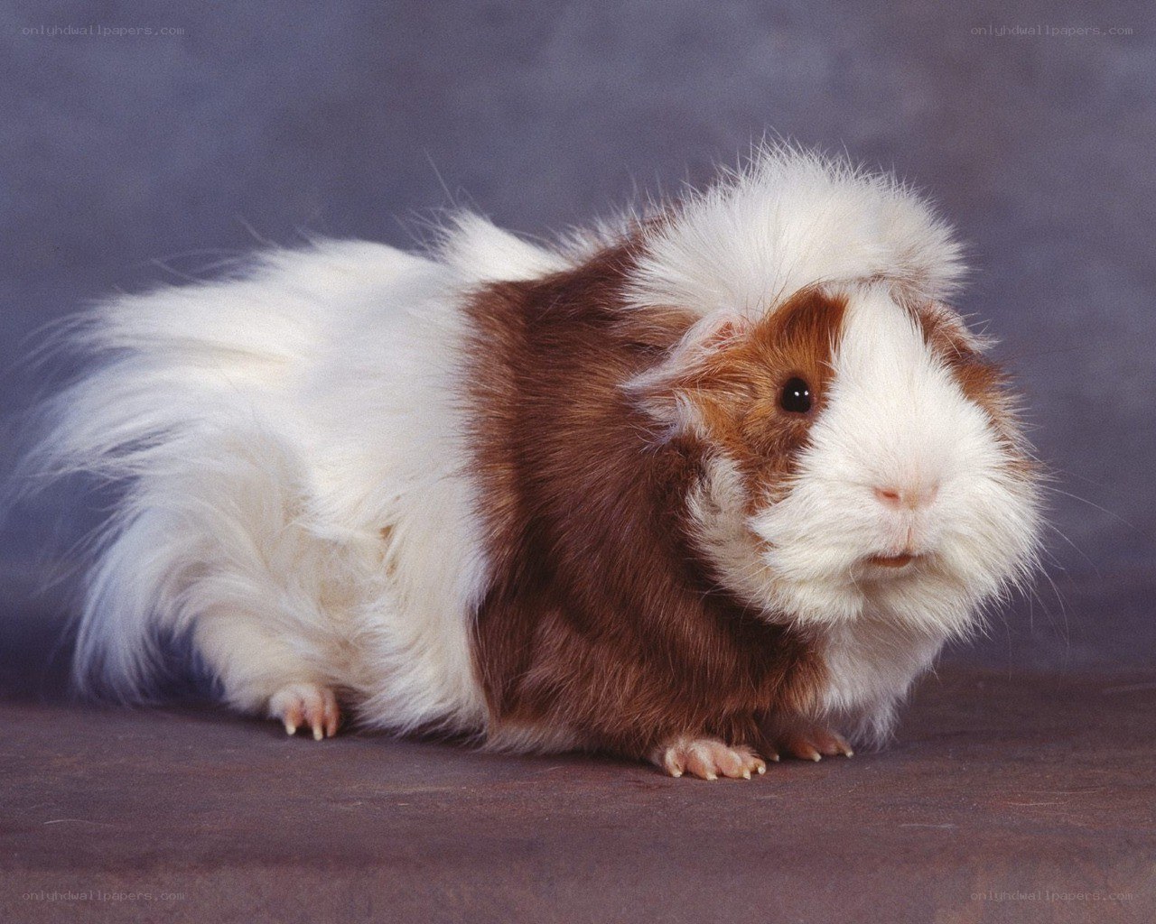 brown and white guinea pig