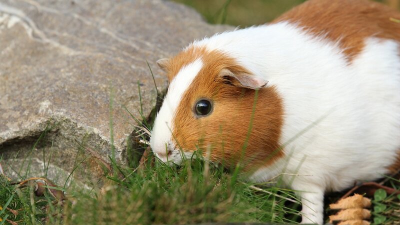 Brown and White Guinea Pig — Calm, Afternoon