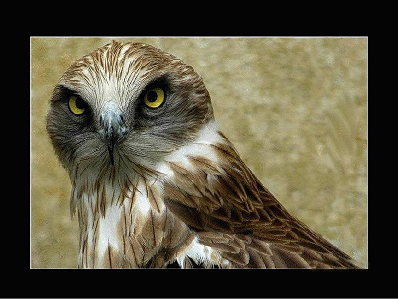 Brown and White Hawk