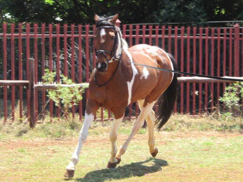 Brown and White Horse — Active, Afternoon, Photograph, Fence