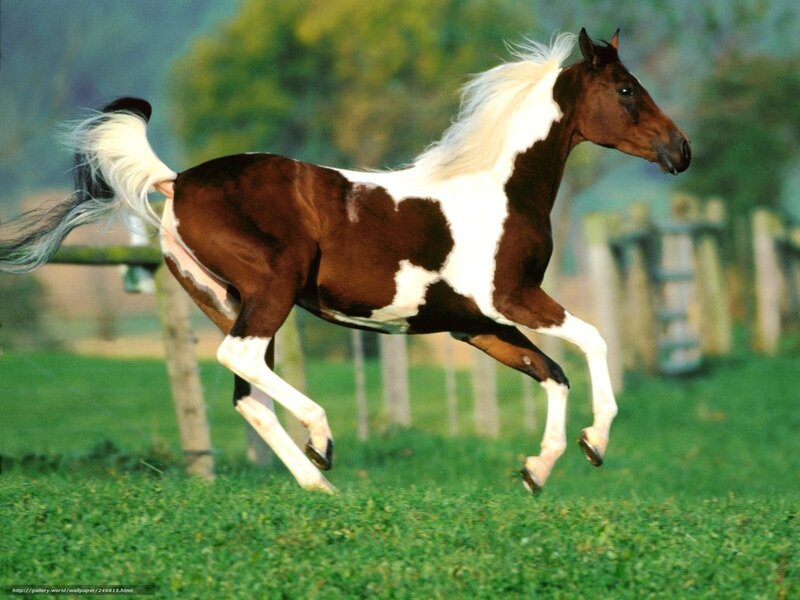 Brown and White Horse — Active, Afternoon, Photograph, Grass, Fence