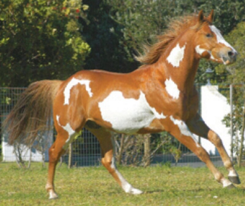Brown and White Horse — Active, Afternoon, Photograph, Grass
