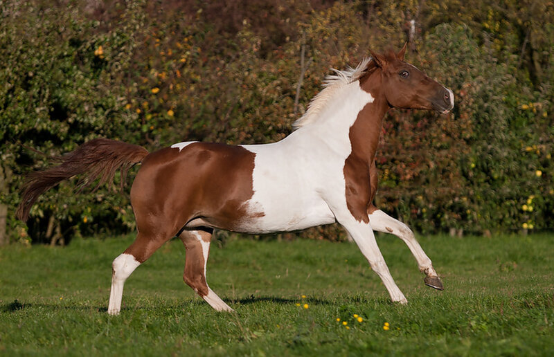 Brown and White Horse — Active, Afternoon, Photograph