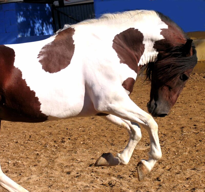 Brown and White Horse — Active