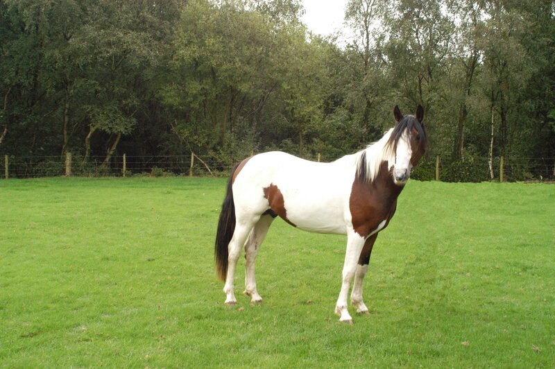 Brown and White Horse — Afternoon