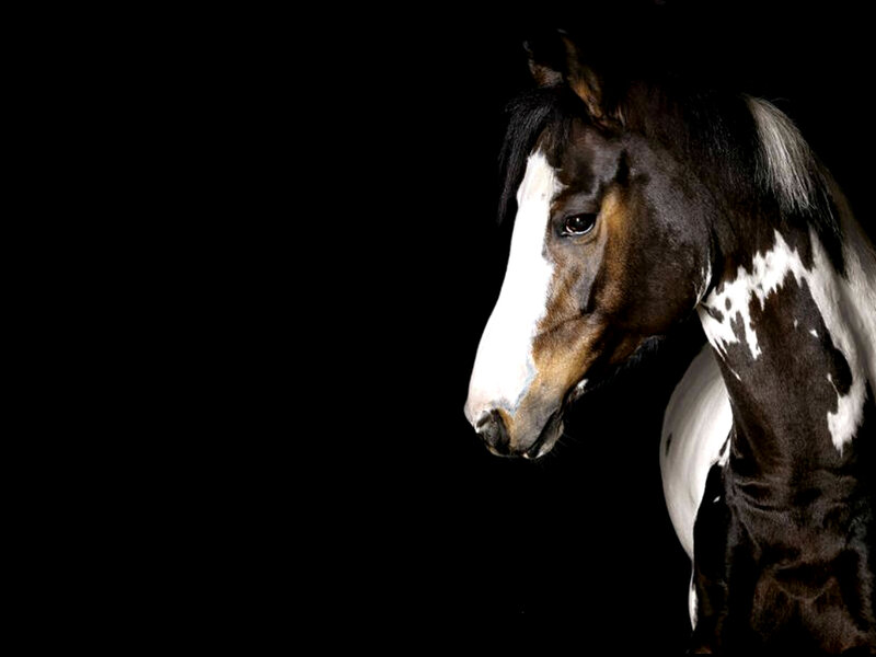 Brown and White Horse — Black