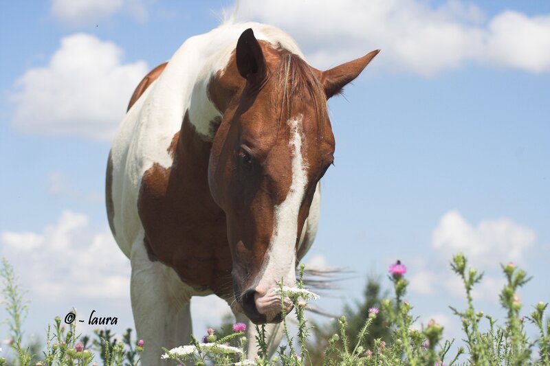 Brown and White Horse — Blue, Serene, Afternoon