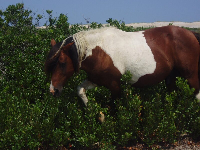 Brown and White Horse — Calm, Afternoon, Photograph, Bushes